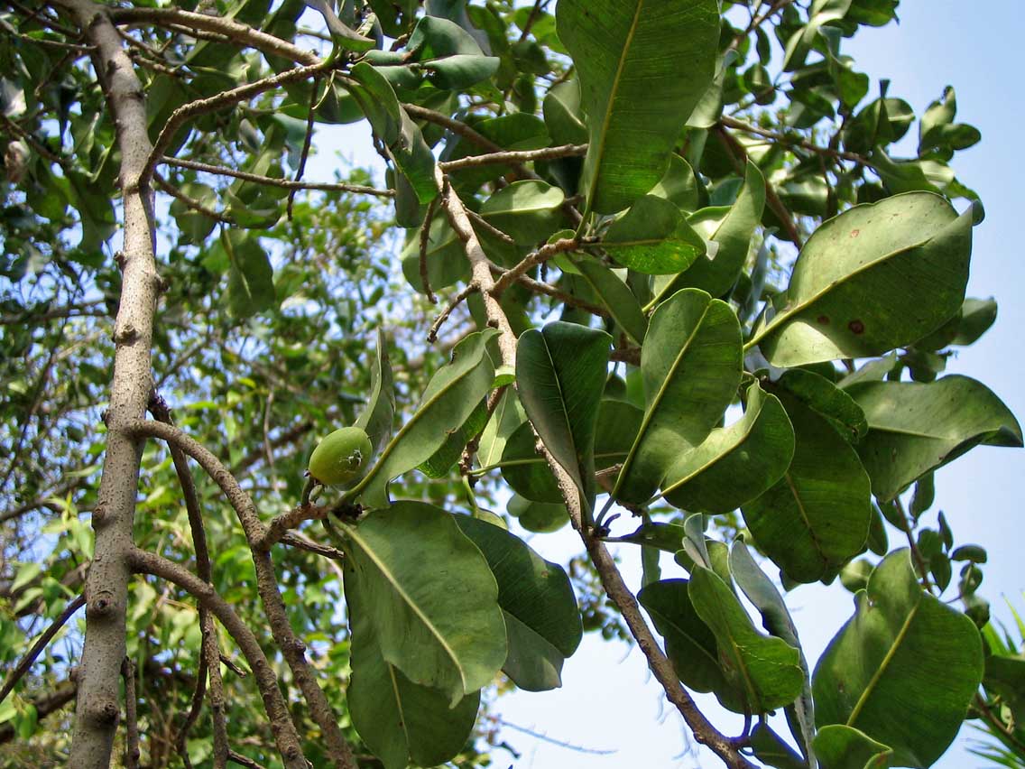 Manilkara Hexandra Eflora Of India